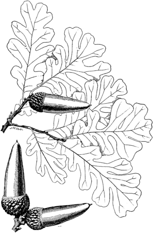 Valley Oak Coloring Page